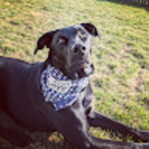 Meet your Posher, Allie